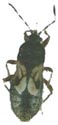 Chinch Bug